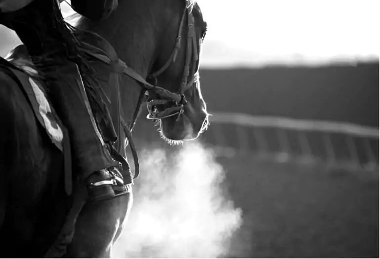 International Consortium Pitches US$100M Horse Racing Industry to Antigua Cabinet