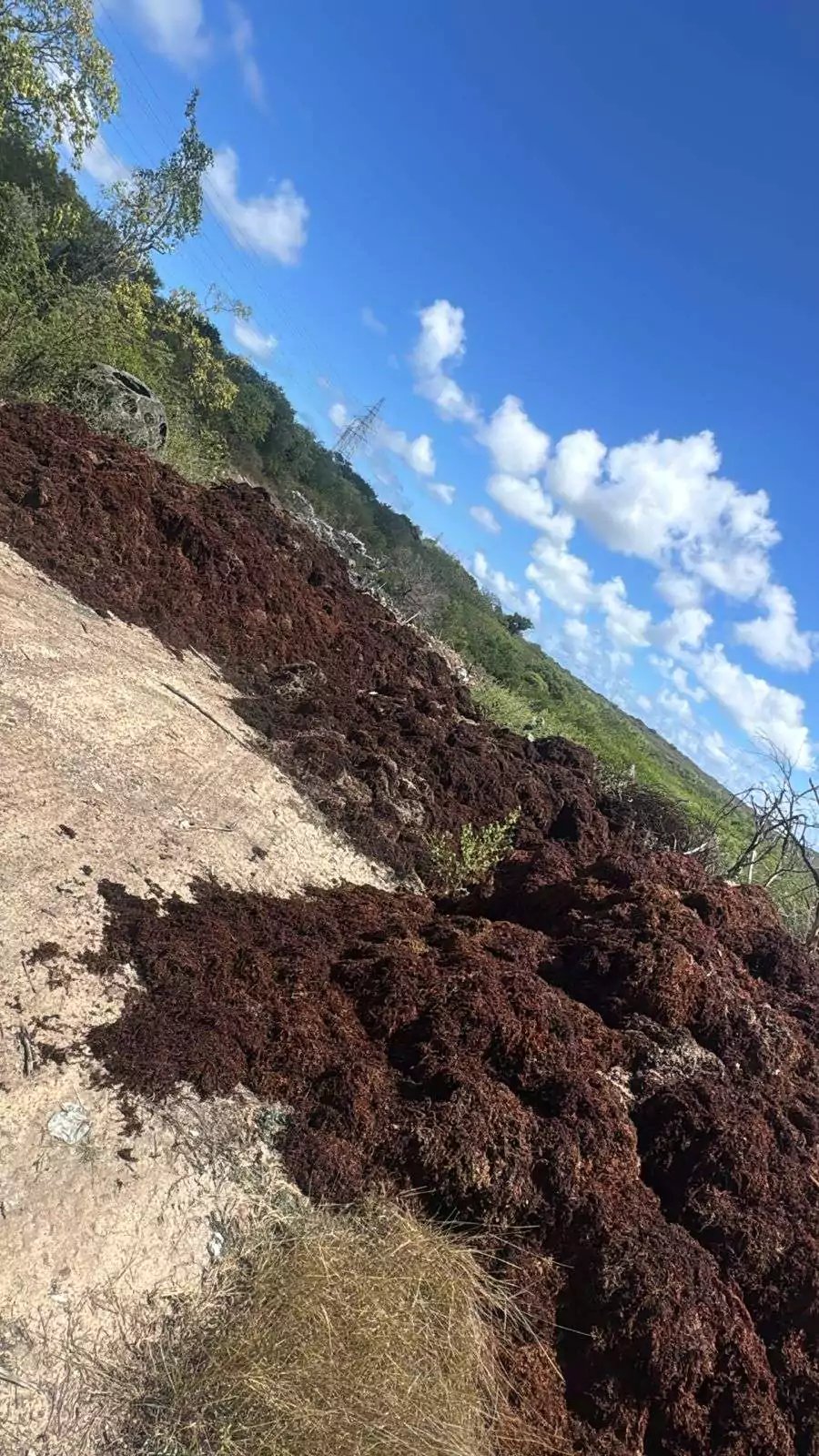 Jumby Bay Orders Seaweed Removal After Parham Disposal Concerns