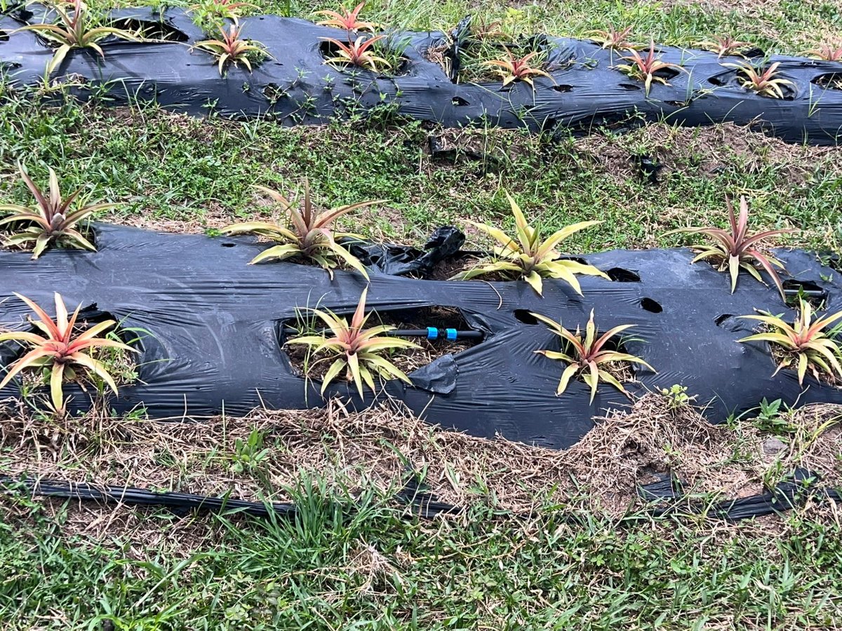 Antigua Targets 200,000 Black Pineapple Plants in Industry Revival Push