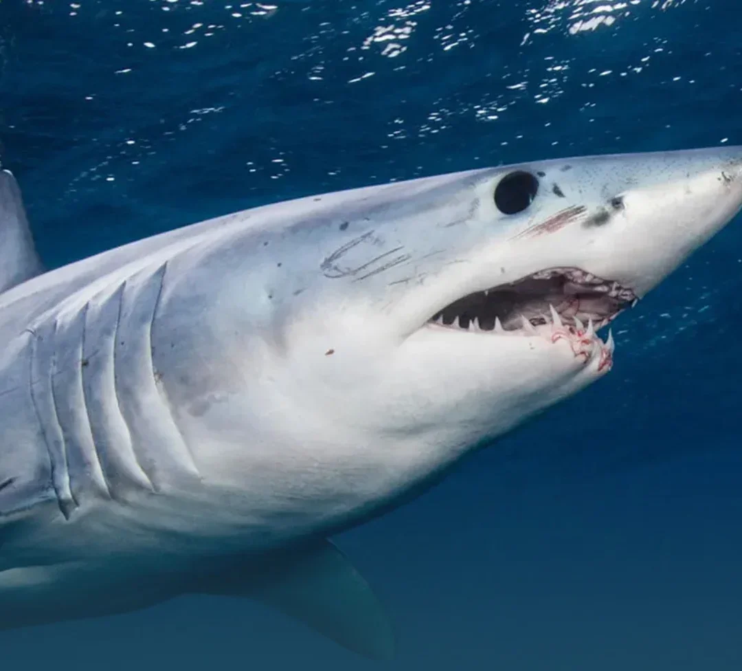 Urlings Fisherman Recovering After Shark Attack During Dive