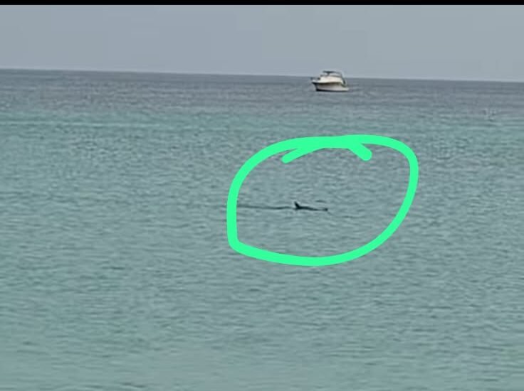 Shark Spotted Near Shore at Ffryes Beach, Authorities Urge Caution