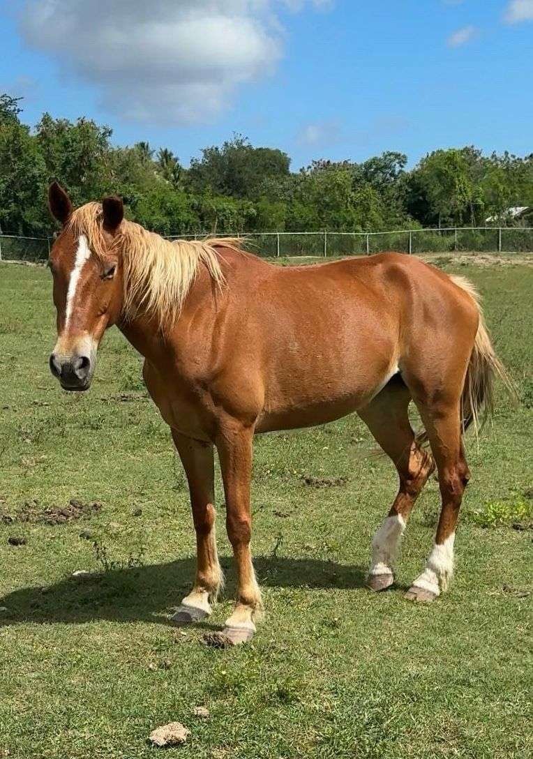 Thieves Cut Fence, Steal Two Horses from Big Creek Farm