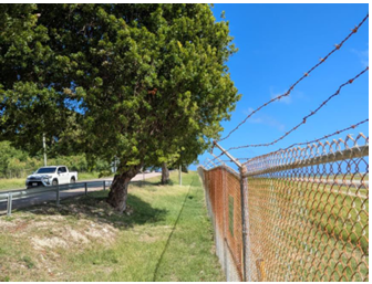 Airport Authority to Remove Three Mahogany Trees Along Airport Highway for Aviation Safety