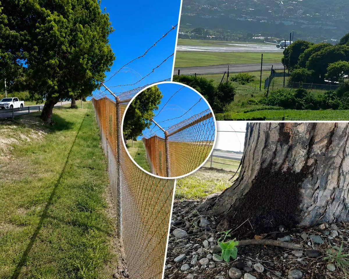 Airport Authority to Remove Three Mahogany Trees as Runway Project Nears Completion 