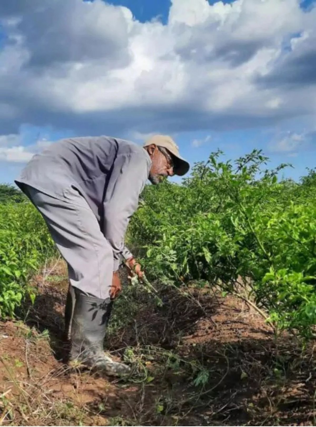 the government has announced a substantial investment in new agriculture equipment to support local farmers on the island