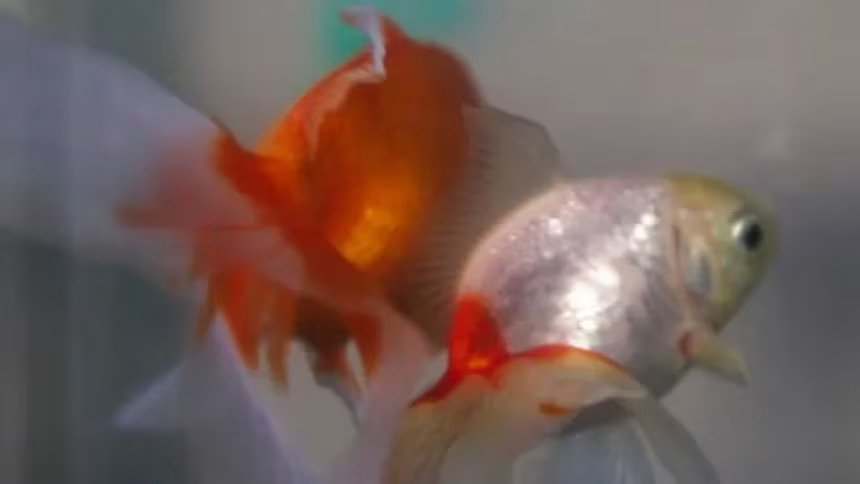 Argentine Court Declares Two Goldfish Sentient Beings with Legal Rights