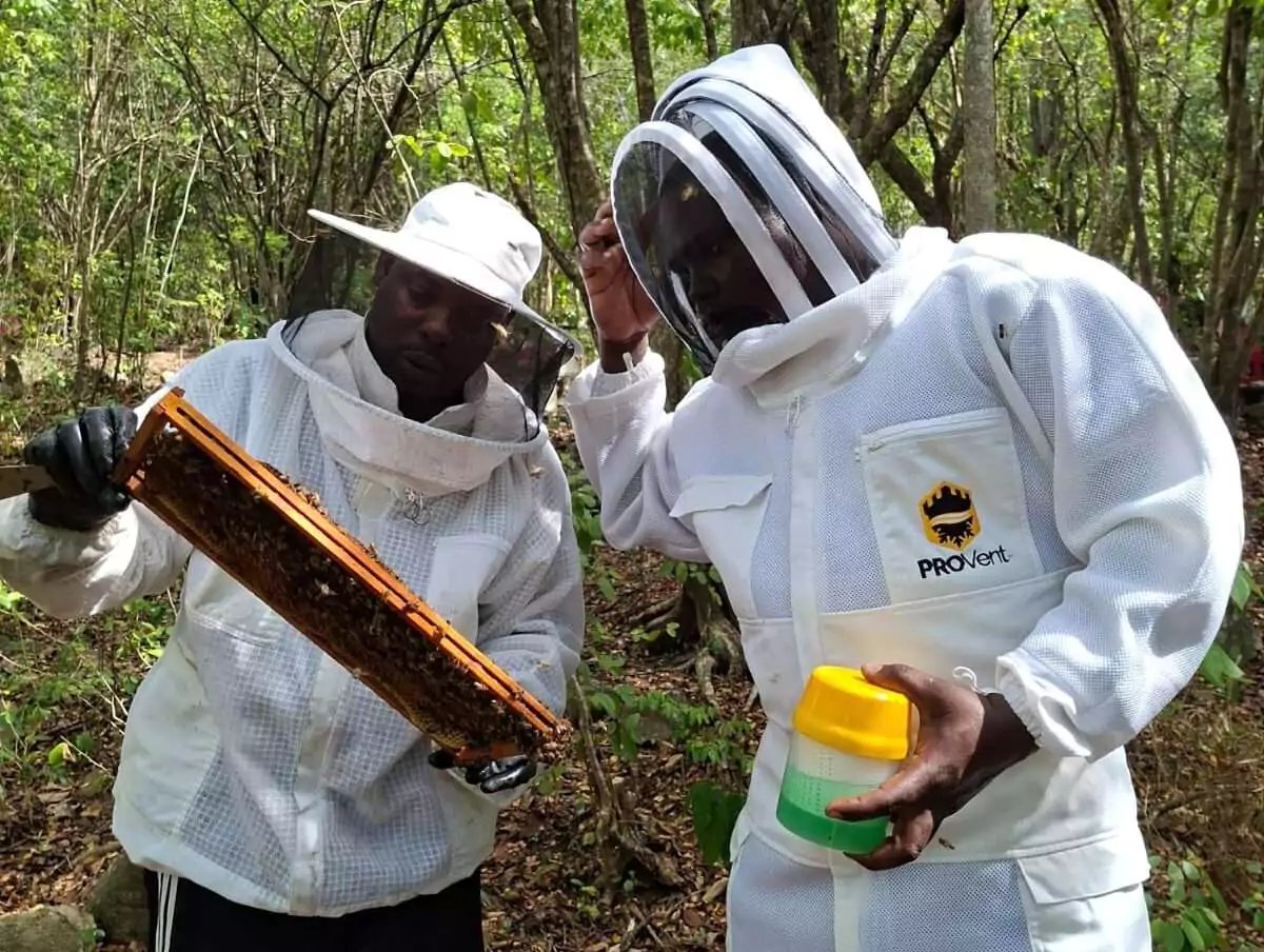 Antigua Launches Innovative Project to Combat Deadly Varroa Mite Threat to Bees