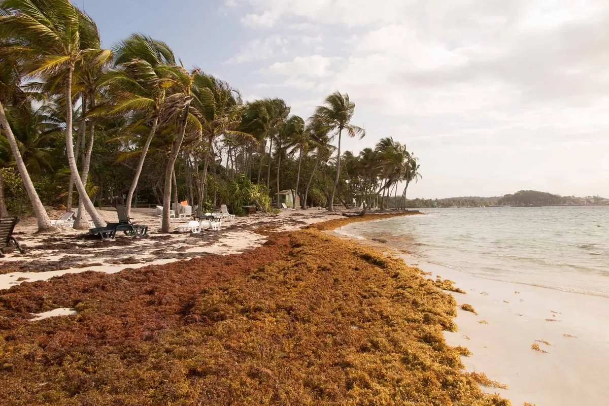 PM Browne Pledges to Address Unpaid Seaweed Workers' Complaints