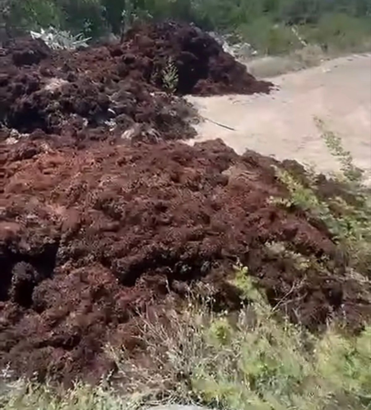 Jumby Bay Orders Contractor to Remove Seaweed Dumped Near Parham